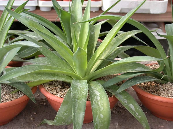 Agave maculata image