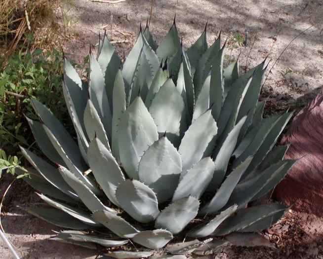 Agave palmeri image