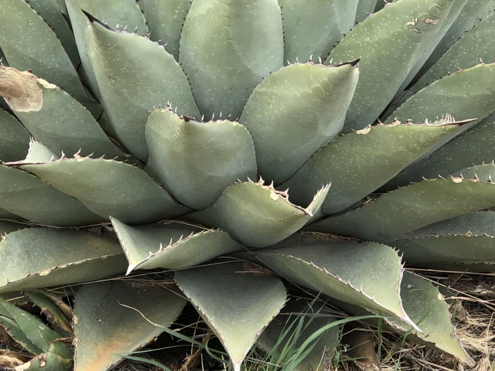 Agave parryi image