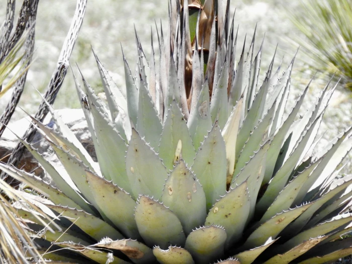 Agave parryi subsp. neomexicana image