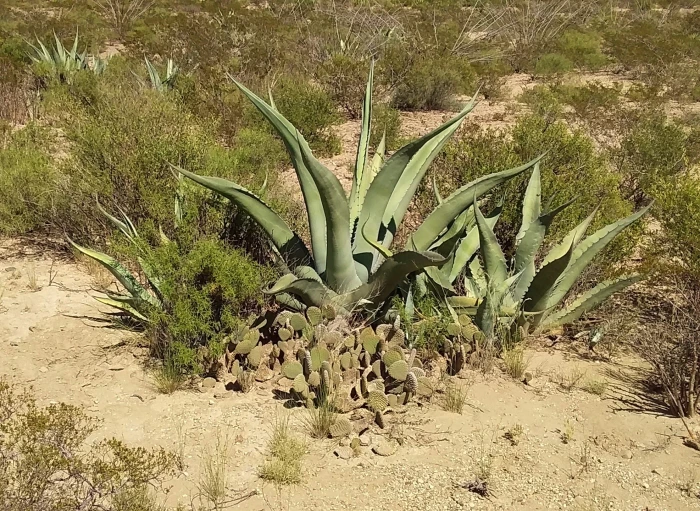 Agave salmiana image
