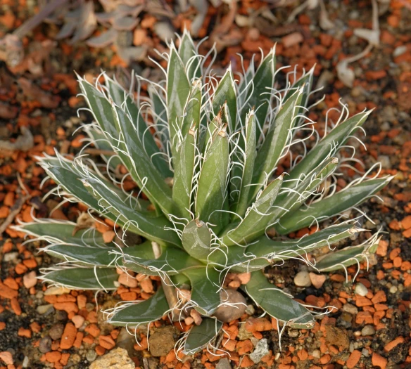Agave toumeyana image