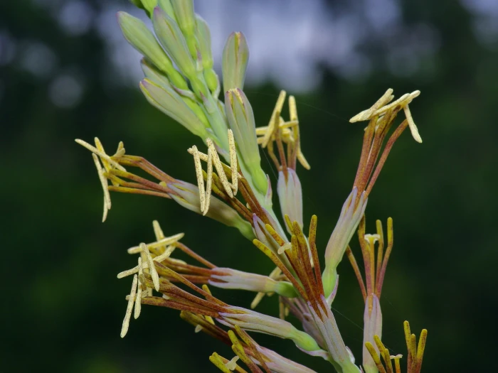 Agave virginica image