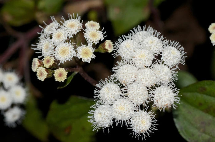 Ageratina adenophora image
