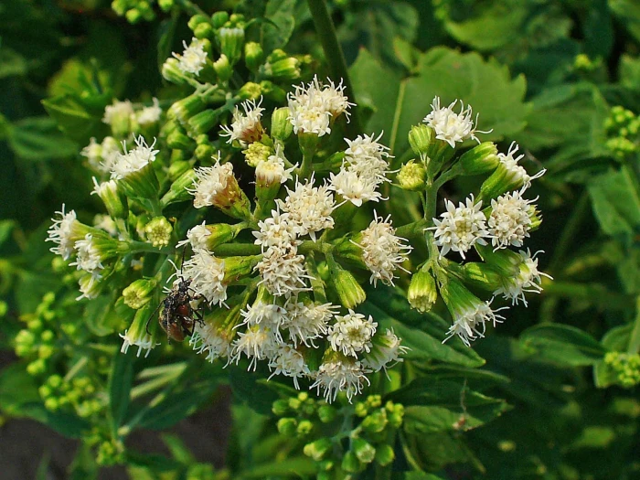 Ageratina altissima image