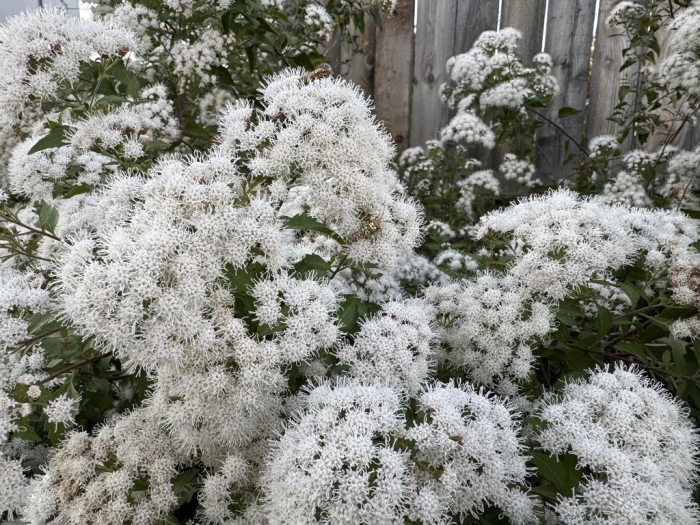 Ageratina havanensis image
