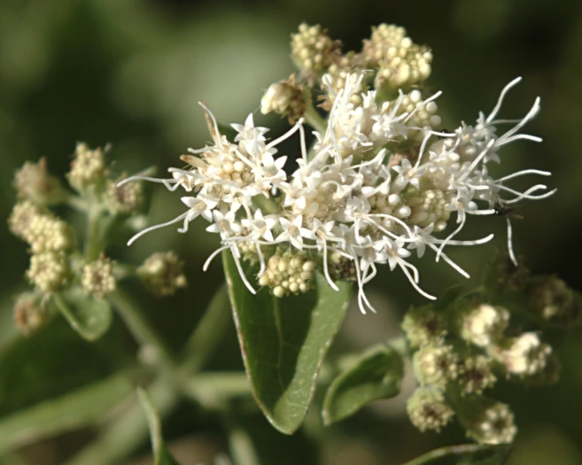 Ageratina herbacea image