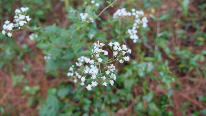 Ageratina jucunda image