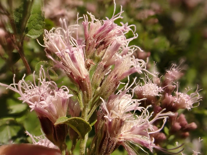 Ageratina occidentalis image