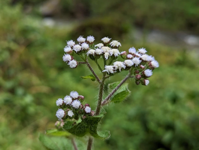 Ageratum conyzoides image