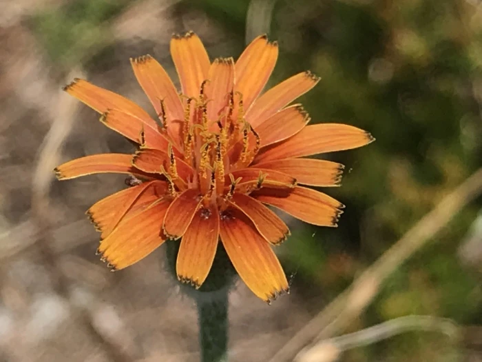 Agoseris aurantiaca image