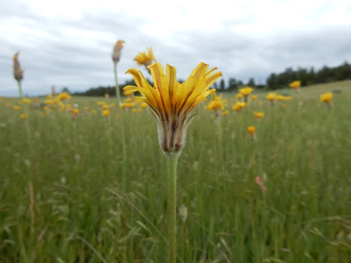 Agoseris glauca image