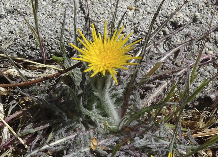 Agoseris retrorsa image