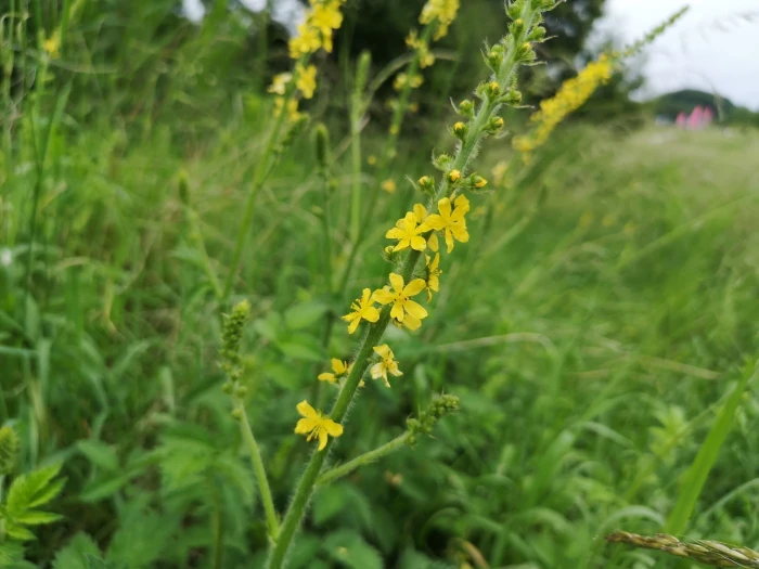 Agrimonia eupatoria image