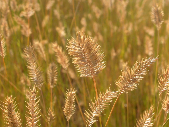 Agropyron cristatum image