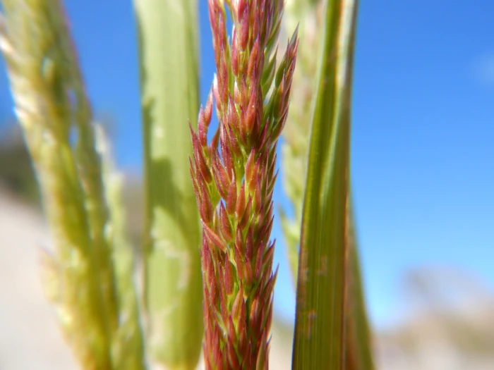 Agrostis exarata image