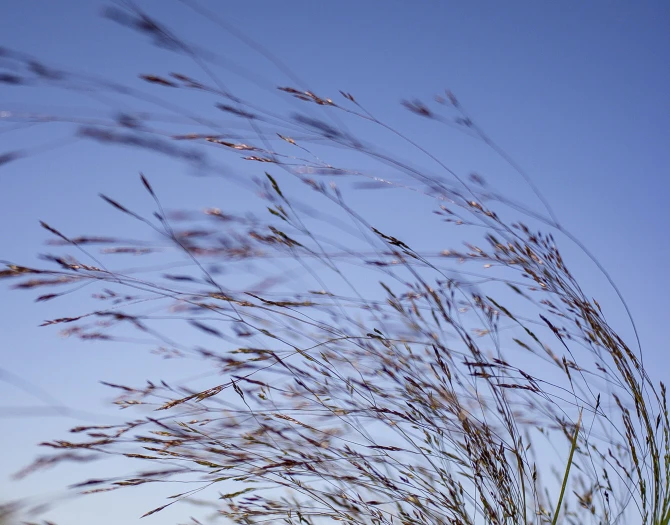 Agrostis hyemalis image