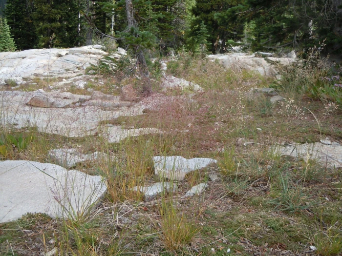 Agrostis idahoensis image