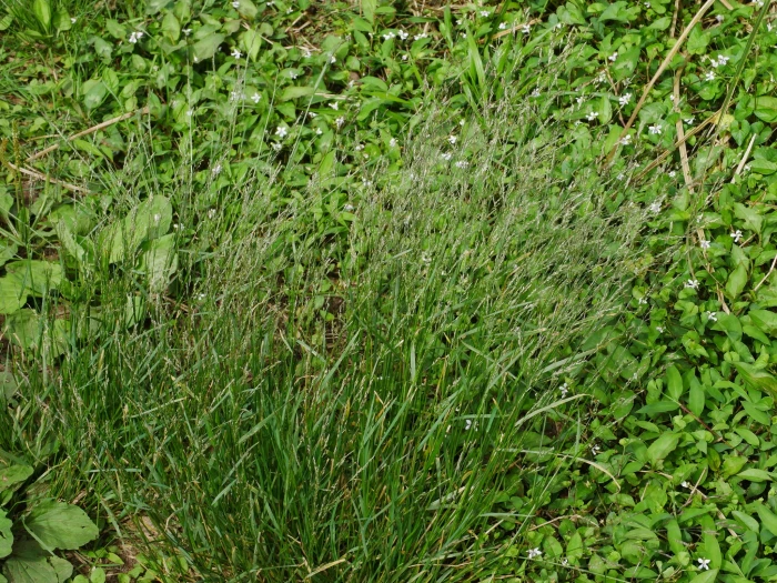 Agrostis infirma image