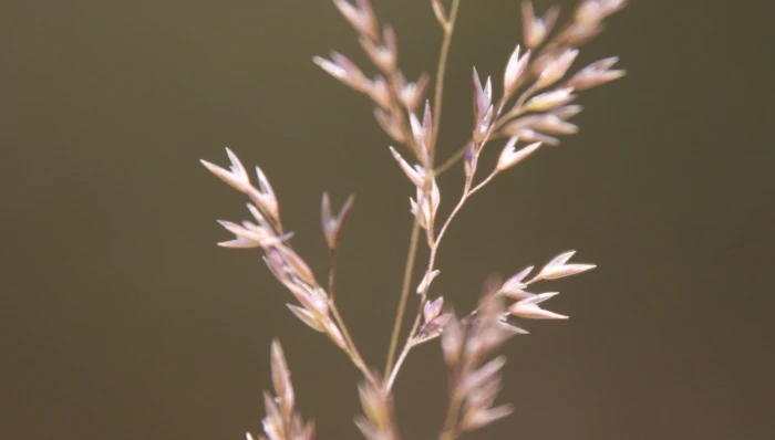 Agrostis pallens image
