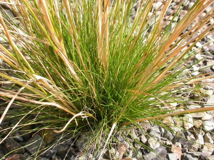 Agrostis scabra image