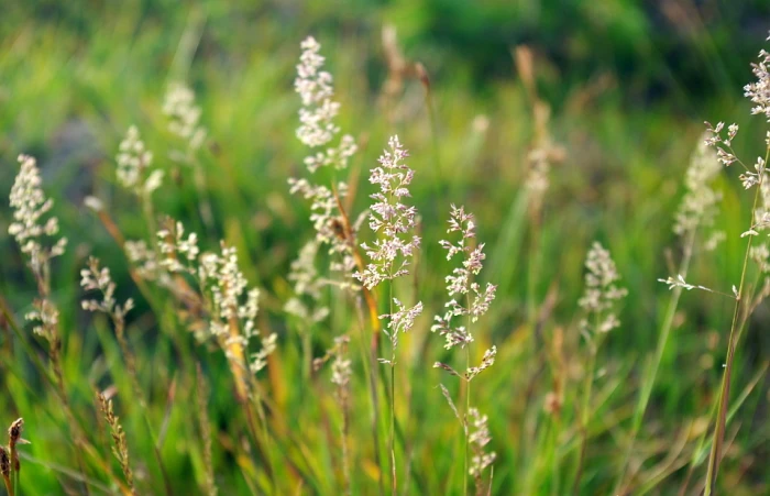 Agrostis stolonifera image