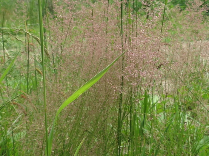 Agrostis vinealis image