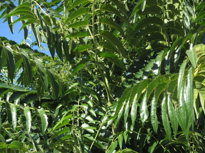 Ailanthus excelsa image