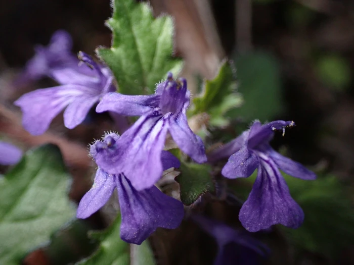 Ajuga decumbens image