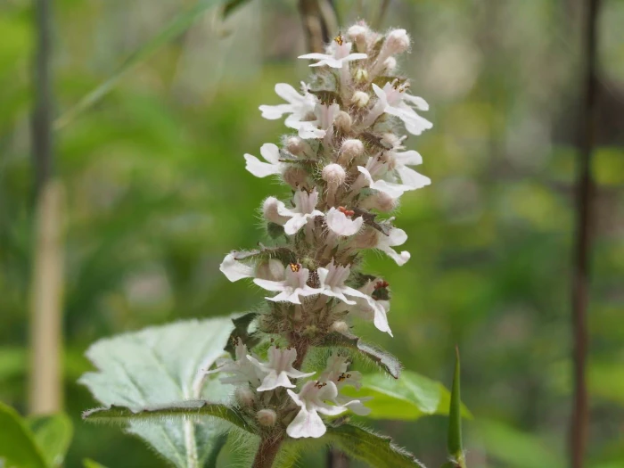 Ajuga nipponensis image