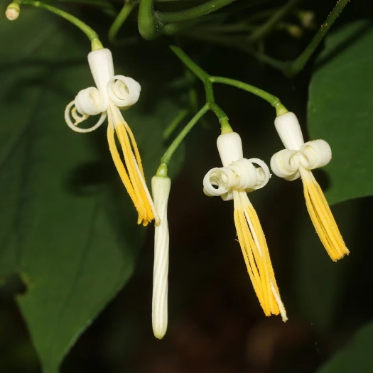 Alangium platanifolium image
