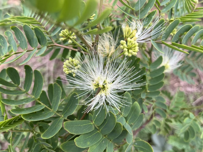 Albizia kalkora image