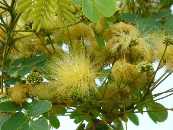 Albizia lebbeck image