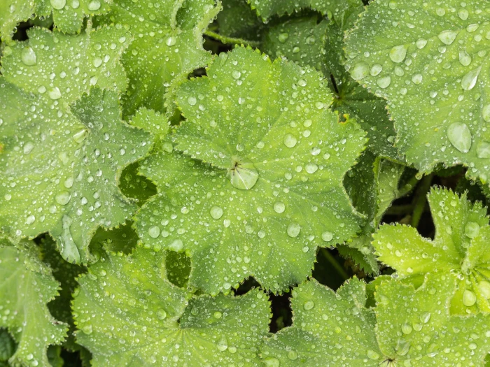 Alchemilla mollis image