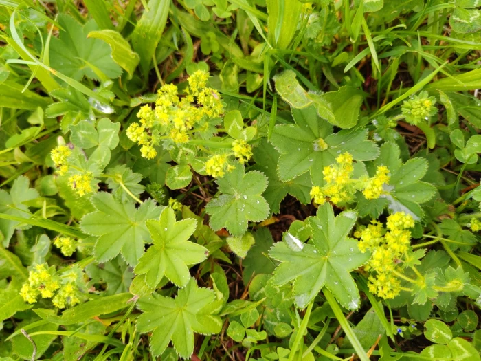 Alchemilla monticola image