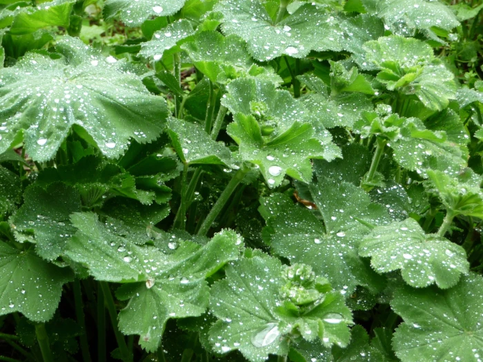 Alchemilla vulgaris image