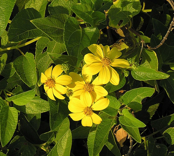 Aldama cordifolia image