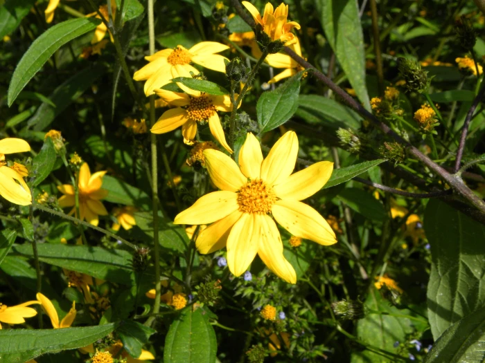 Aldama excelsa image