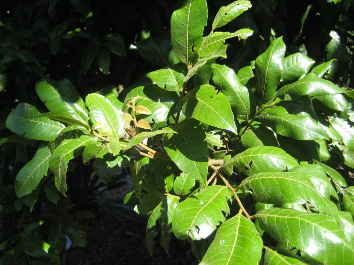 Alectryon excelsus image