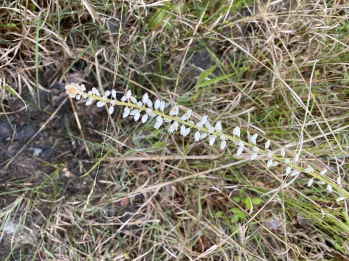 Aletris farinosa image