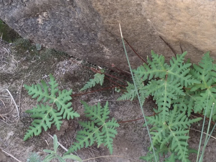 Aleuritopteris argentea image