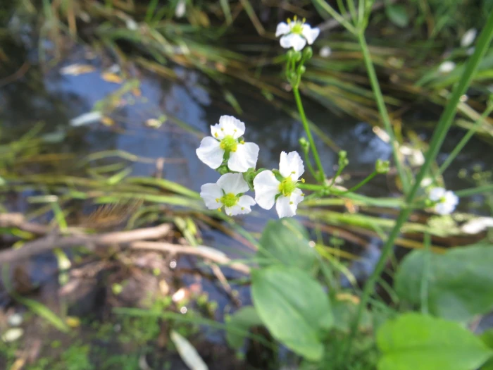 Alisma plantago-aquatica image