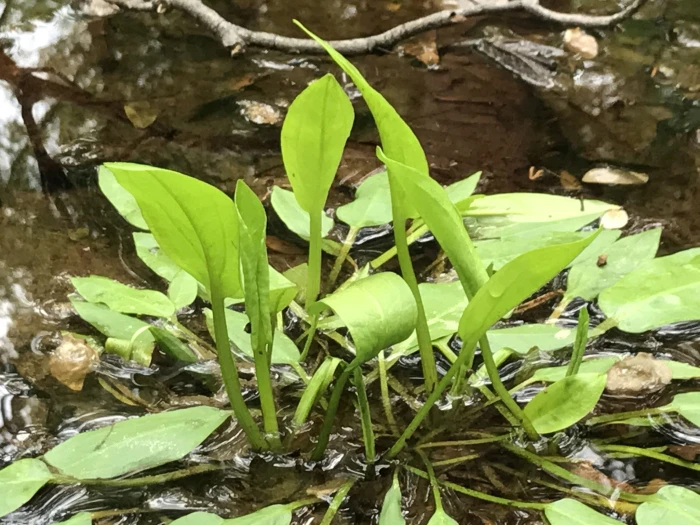 Alisma subcordatum image