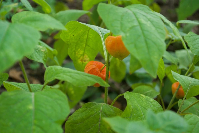 Physalis alkekengi image