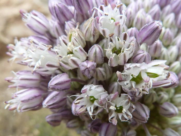 Allium ampeloprasum image