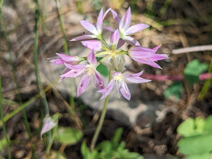 Allium bisceptrum image