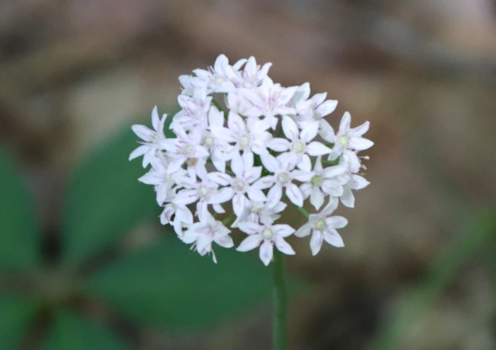 Allium canadense var. mobilense image