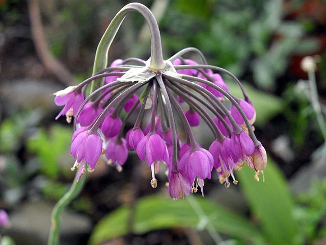 Allium cernuum image