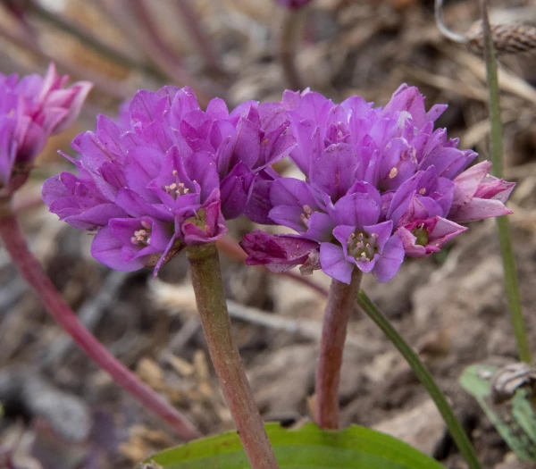 Allium dichlamydeum image
