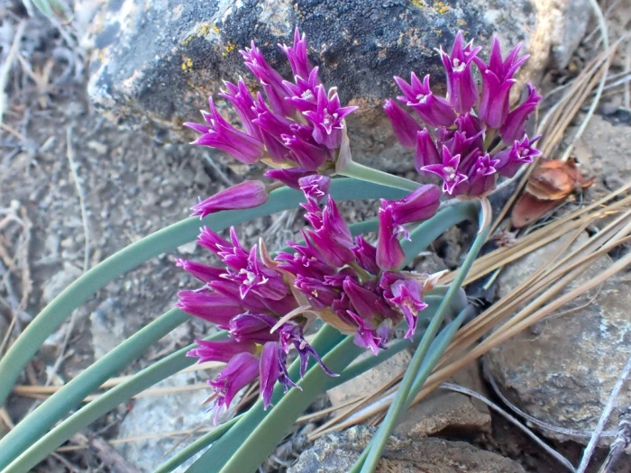 Allium falcifolium image